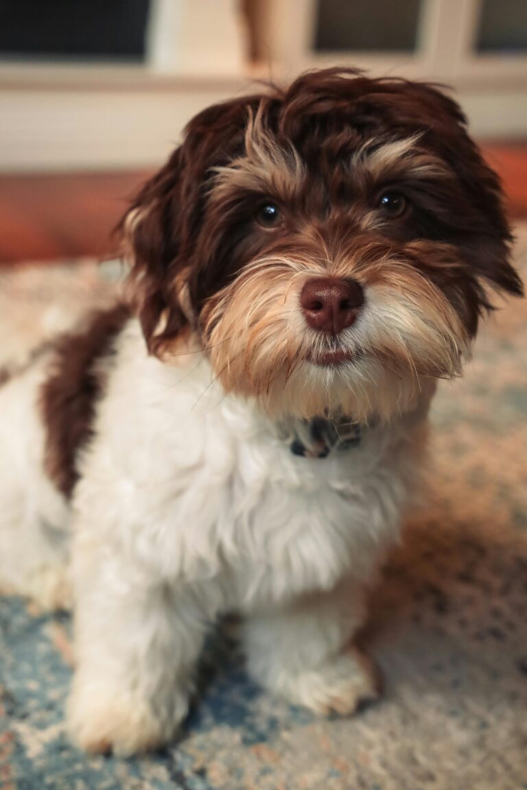 Havanese