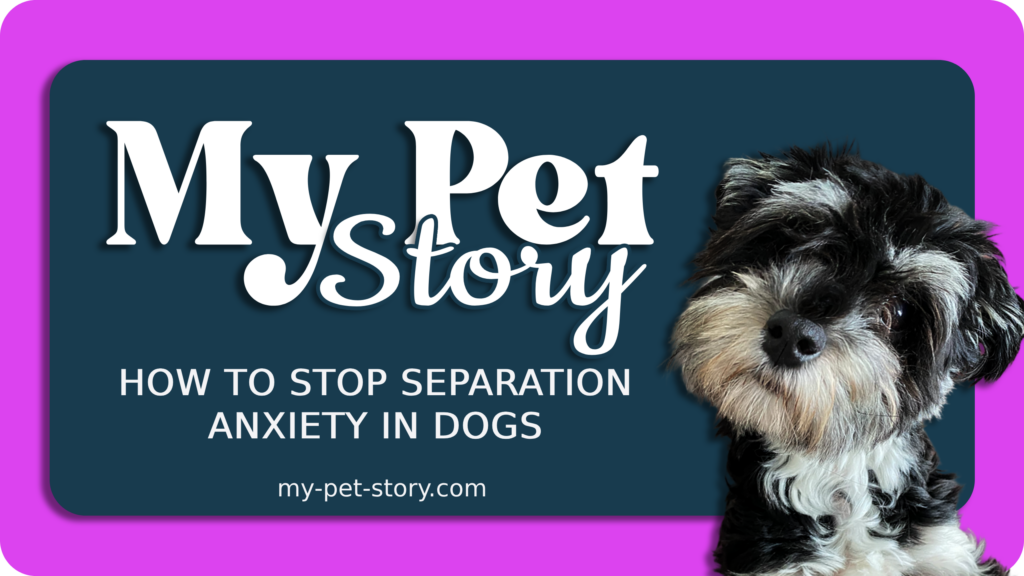 How to Stop Separation Anxiety in Dogs