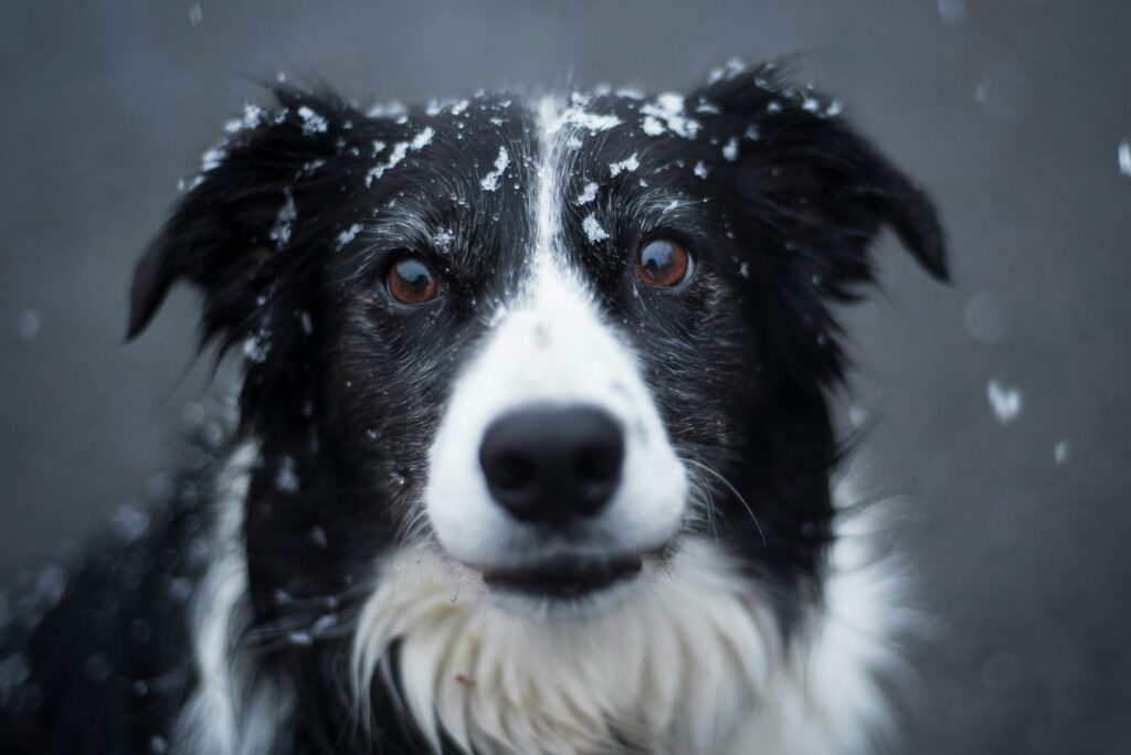 How to Stop Separation Anxiety in Dogs