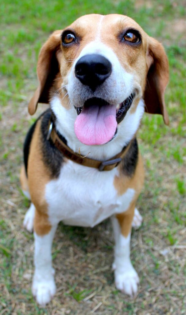 Beagle