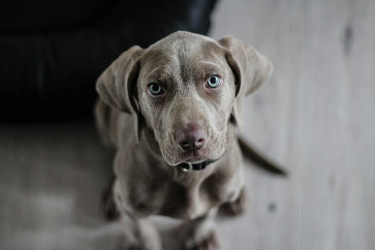 My Pet Story
