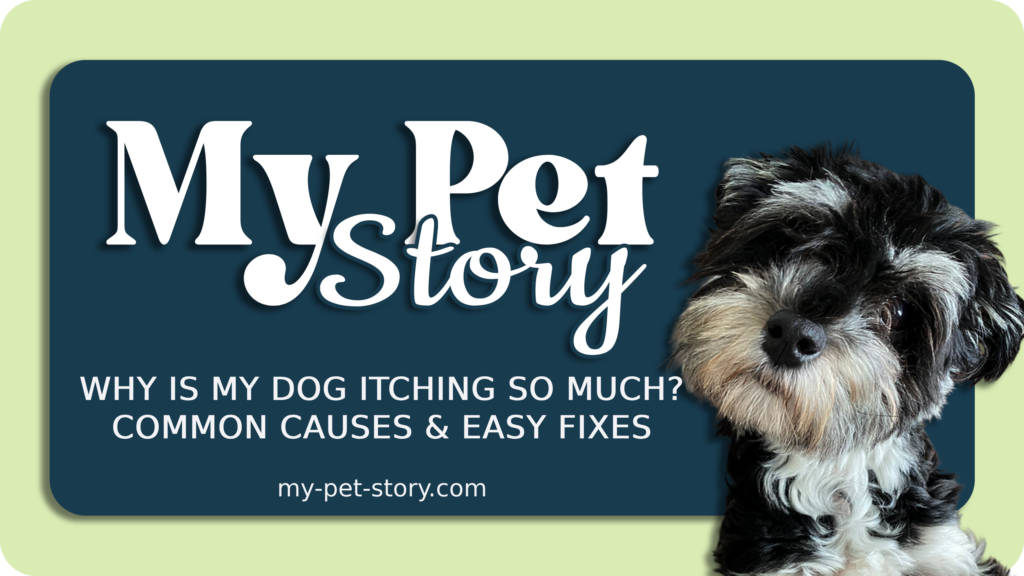 Why is My Dog Itching So Much?